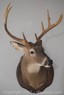 Whitetail Deer Shoulder Mount on Wood Trophy Plaque-Deer Looking Slightly to Left 